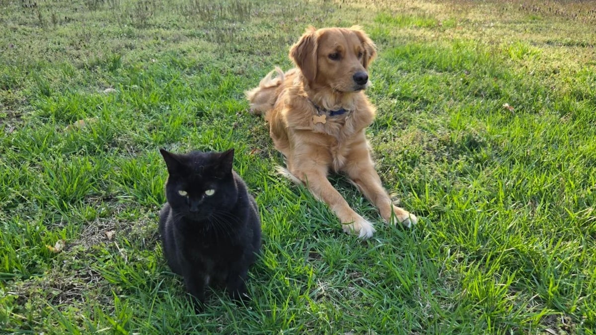 Illustration : "En choisissant une chienne pour meilleure amie, cette chatte errante très méfiante s'offre un toit et se met à l'abri du besoin"