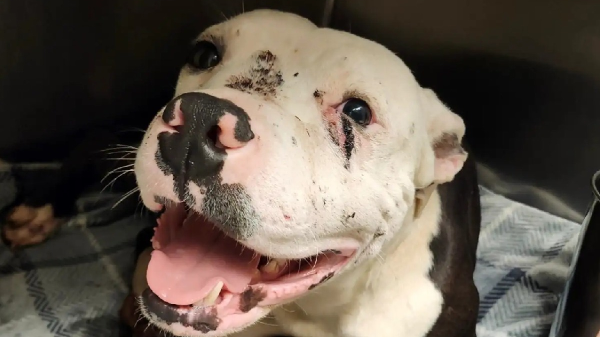 Illustration : "Retrouvé couvert de sang dans la rue, un Pitbull se relève et accepte doucement les gestes rassurants des humains"