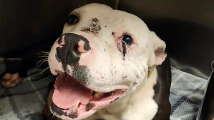 Illustration : Retrouv&eacute; couvert de sang dans la rue, un Pitbull se rel&egrave;ve et accepte doucement les gestes rassurants des humains