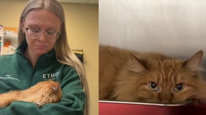 Illustration : Les b&eacute;n&eacute;voles d'un refuge ne peuvent retenir leurs larmes en voyant cette chatte partir avec ses adoptants apr&egrave;s avoir longtemps &eacute;t&eacute; ignor&eacute;e (vid&eacute;o)