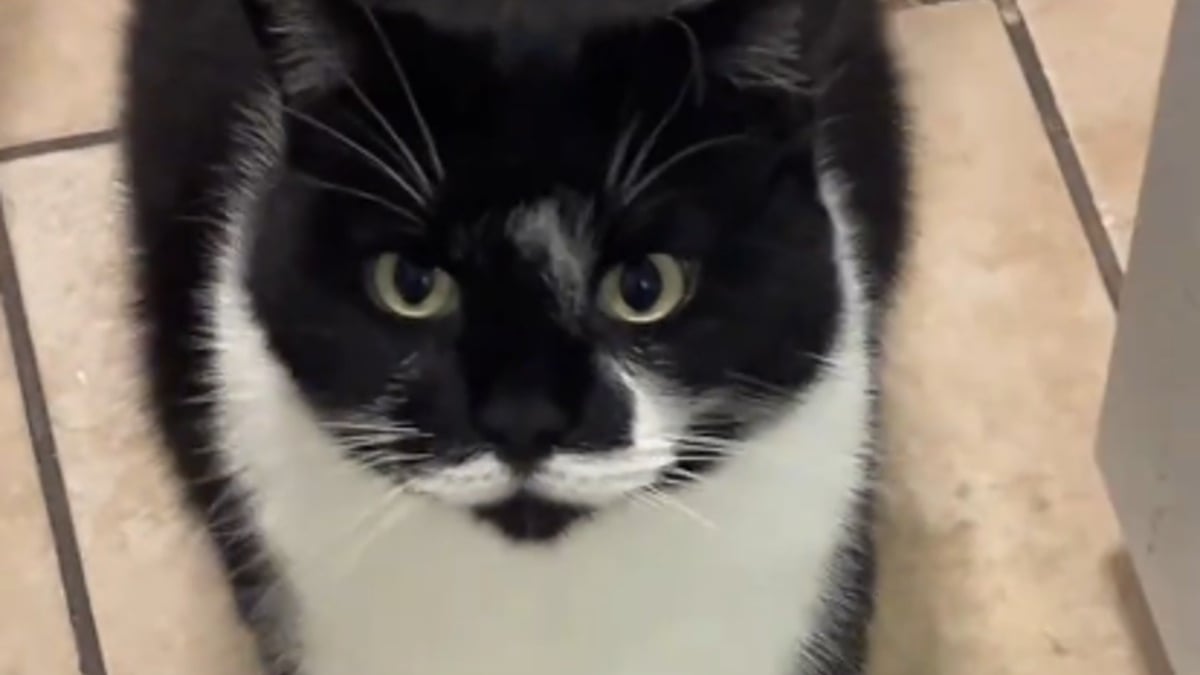 Illustration : "Ce chat gourmand pense se régaler en entendant son humaine ouvrir une boîte mais déchante rapidement en découvrant le contenu (vidéo)"