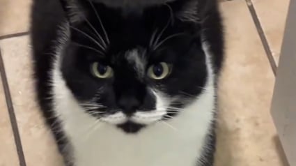 Illustration : Ce chat gourmand pense se r&eacute;galer en entendant son humaine ouvrir une bo&icirc;te mais d&eacute;chante rapidement en d&eacute;couvrant le contenu (vid&eacute;o)