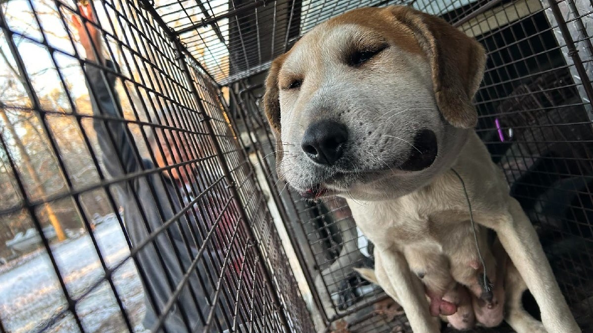 Illustration : "Des nouvelles de la chienne enceinte étranglée par un fil métallique dont on connaît maintenant la provenance et sous surveillance constante avec son chiot à naître "