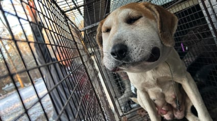 Illustration : Des nouvelles de la chienne enceinte &eacute;trangl&eacute;e par un fil m&eacute;tallique dont on conna&icirc;t maintenant la provenance et sous surveillance constante avec son chiot &agrave; na&icirc;tre 