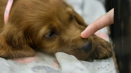 Illustration : &laquo; Sauver mieux pour sauver plus &raquo;, la SPA dresse un bilan 2025 marqu&eacute; par l'acc&eacute;l&eacute;ration de la transformation de ses refuges