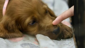 Illustration : "« Sauver mieux pour sauver plus », la SPA dresse un bilan 2025 marqué par l'accélération de la transformation de ses refuges"