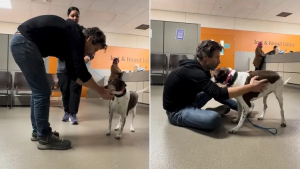 Illustration : « J'ai eu l'impression de l'avoir laissée tomber », il recueille une chienne dans la neige et la retrouve abandonnée 12 ans plus tard (vidéo)