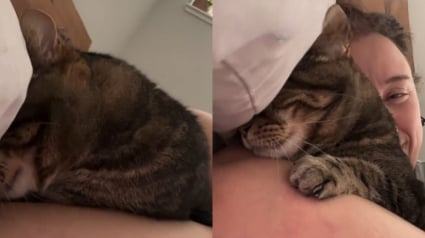 Illustration : Adopt&eacute;e sur le tard, cette chatte vit un pur moment de bonheur en d&eacute;couvrant pour la premi&egrave;re fois un oreiller (vid&eacute;o)