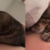 Illustration : Adopt&eacute;e sur le tard, cette chatte vit un pur moment de bonheur en d&eacute;couvrant pour la premi&egrave;re fois un oreiller (vid&eacute;o)