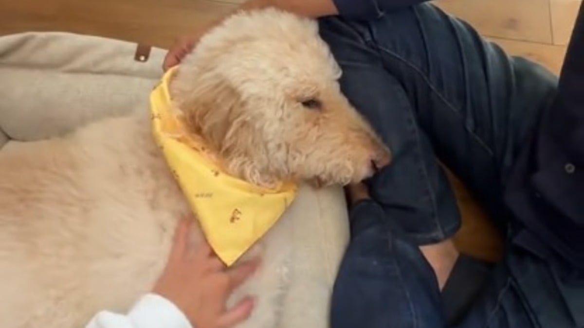 Illustration : "Réunis pour dire adieu à leur vieux chien malade, ils assistent à un revirement inattendu qui défie les pronostics (vidéo)"