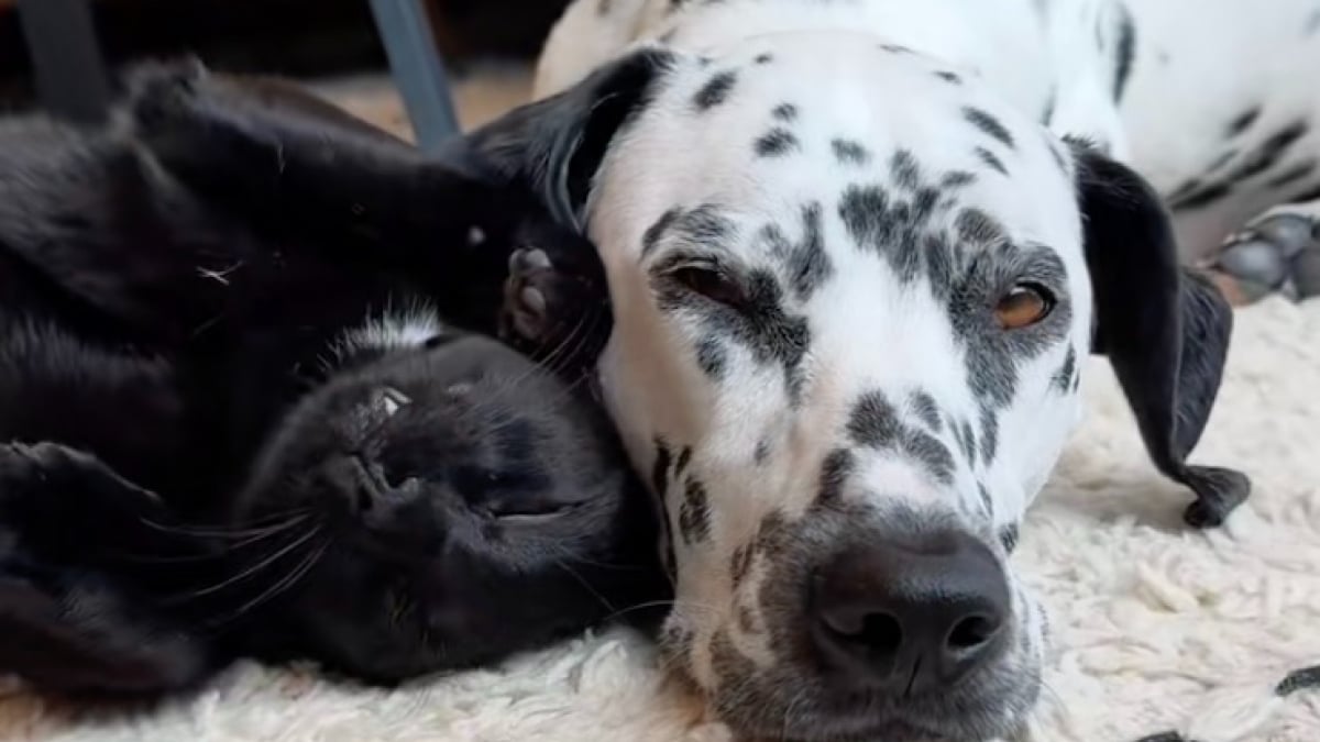 Illustration : "« Digne d'un conte de fées », ils accueillent temporairement un chaton à adopter, mais leur chien refuse de le laisser partir (vidéo)"