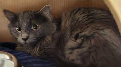 Illustration : Sauv&eacute; avec 21 autres chats effray&eacute;s par les humains, ce chaton est le premier du refuge &agrave; se faire adopter en 2026