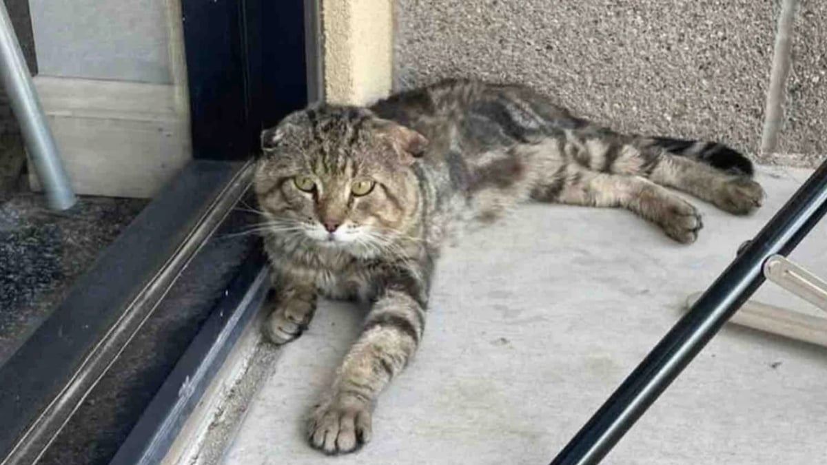 Illustration : "« Il a appuyé sa tête dessus comme pour dire : 