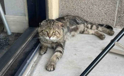 « Il a appuyé sa tête dessus comme pour dire : 