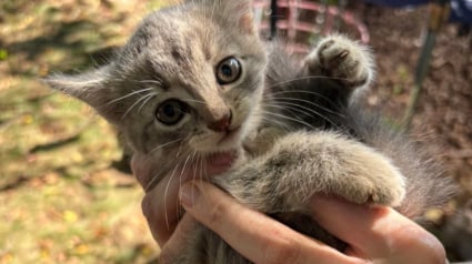 Illustration : &laquo; Un intrus a &eacute;t&eacute; trouv&eacute; dans ma cour &raquo;, une femme entend des miaulements pendant 2 jours et accueille un nouveau membre de la famille