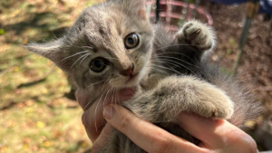 Illustration : « Un intrus a été trouvé dans ma cour », une femme entend des miaulements pendant 2 jours et accueille un nouveau membre de la famille