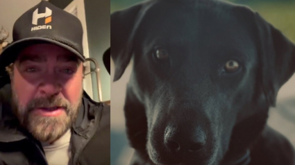 Illustration : L'appel &agrave; l'aide d'un chanteur c&eacute;l&egrave;bre dans son pays pour sa chienne enceinte disparue se termine par une bonne nouvelle