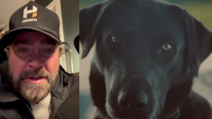 Illustration : L'appel à l'aide d'un chanteur célèbre dans son pays pour sa chienne enceinte disparue se termine par une bonne nouvelle