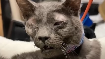 Illustration : Une chatte au corps meurtri et au visage d&eacute;form&eacute; par un accident se met &agrave; &ldquo;p&eacute;trir&rdquo; sous les yeux &eacute;mus de son sauveur