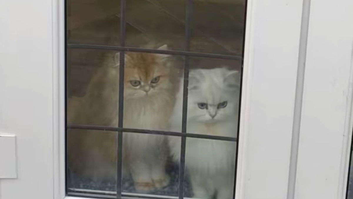 Illustration : "Ayant confié ses 2 chats à ses parents, elle découvre en photos leurs hilarantes bêtises et cachettes"