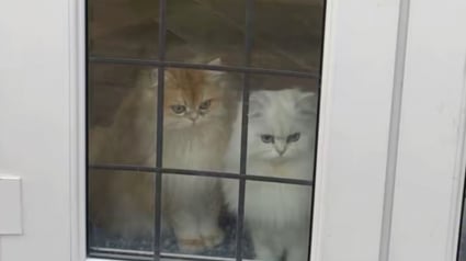 Illustration : Ayant confi&eacute; ses 2 chats &agrave; ses parents, elle d&eacute;couvre en photos leurs hilarantes b&ecirc;tises et cachettes