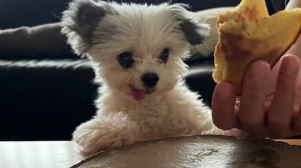 Illustration : 12 photos de chiens si mignons qu&rsquo;ils vous feront fondre