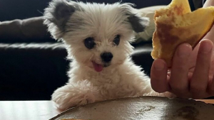 Illustration : 12 photos de chiens si mignons qu&rsquo;ils vous feront fondre