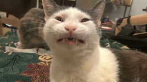 Illustration : "15 photos de chats qui semblent participer au concours de la plus belle grimace"
