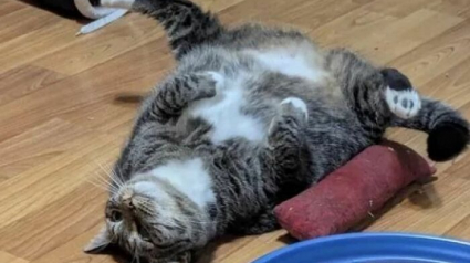 Illustration : 15 chats irr&eacute;sistibles qui prouvent que les f&eacute;lins sont les rois pour nous faire rire