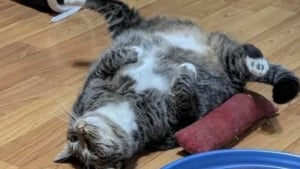 Illustration : "15 chats irrésistibles qui prouvent que les félins sont les rois pour nous faire rire"