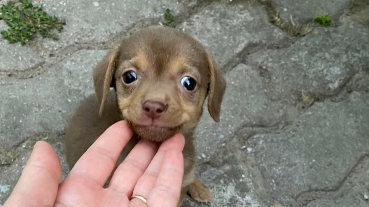 Illustration : "14 chiens dont les regards attendrissants vous feront sourire"