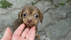 Illustration : 14 chiens dont les regards attendrissants vous feront sourire