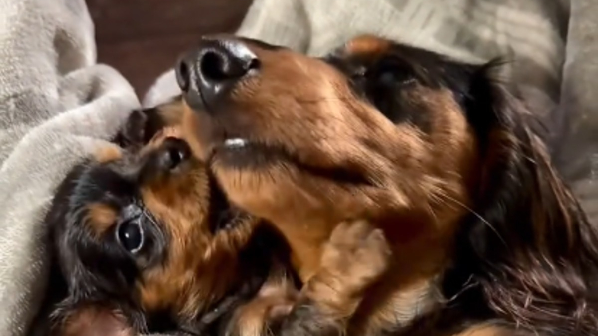 Illustration : "Blotti contre son chiot, ce papa Teckel veille sur lui sans relâche après une naissance marquée par un drame (vidéo)"