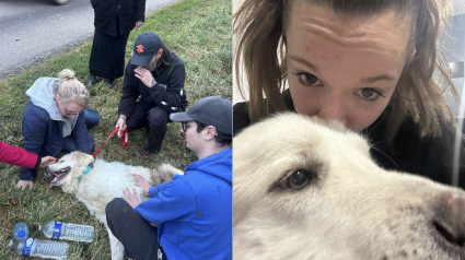 Illustration : Rep&eacute;r&eacute; dans un champ apr&egrave;s 8 jours de recherches, ce Patou affol&eacute; fuit encore quand ses proches l&rsquo;appellent