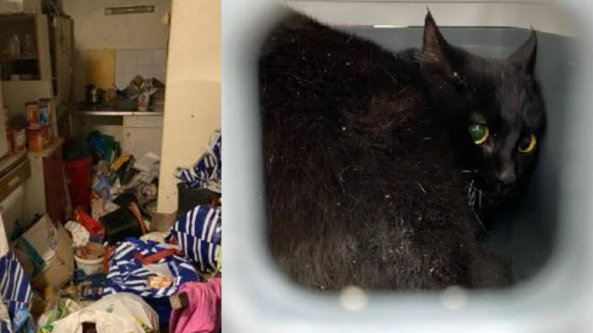 Illustration : "Lors d’une expulsion, des bénévoles fouillent un appartement saturé de déchets à la recherche de chats invisibles à secourir"