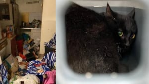 Illustration : Lors d&rsquo;une expulsion, des b&eacute;n&eacute;voles fouillent un appartement satur&eacute; de d&eacute;chets &agrave; la recherche de chats invisibles &agrave; secourir