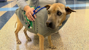 Illustration : Recueillie comme une inconnue, cette chienne séniore révèle un lien oublié depuis plus de 10 ans grâce à sa puce