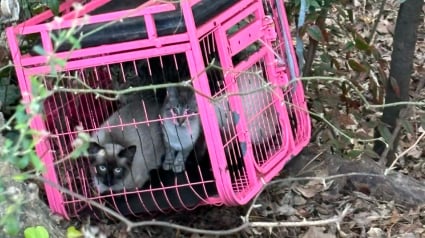 Illustration : &laquo; J'imagine qu'il les a sentis &raquo;, guid&eacute;e par son chien, une promeneuse d&eacute;couvre 4 chats pi&eacute;g&eacute;s au milieu de nulle part