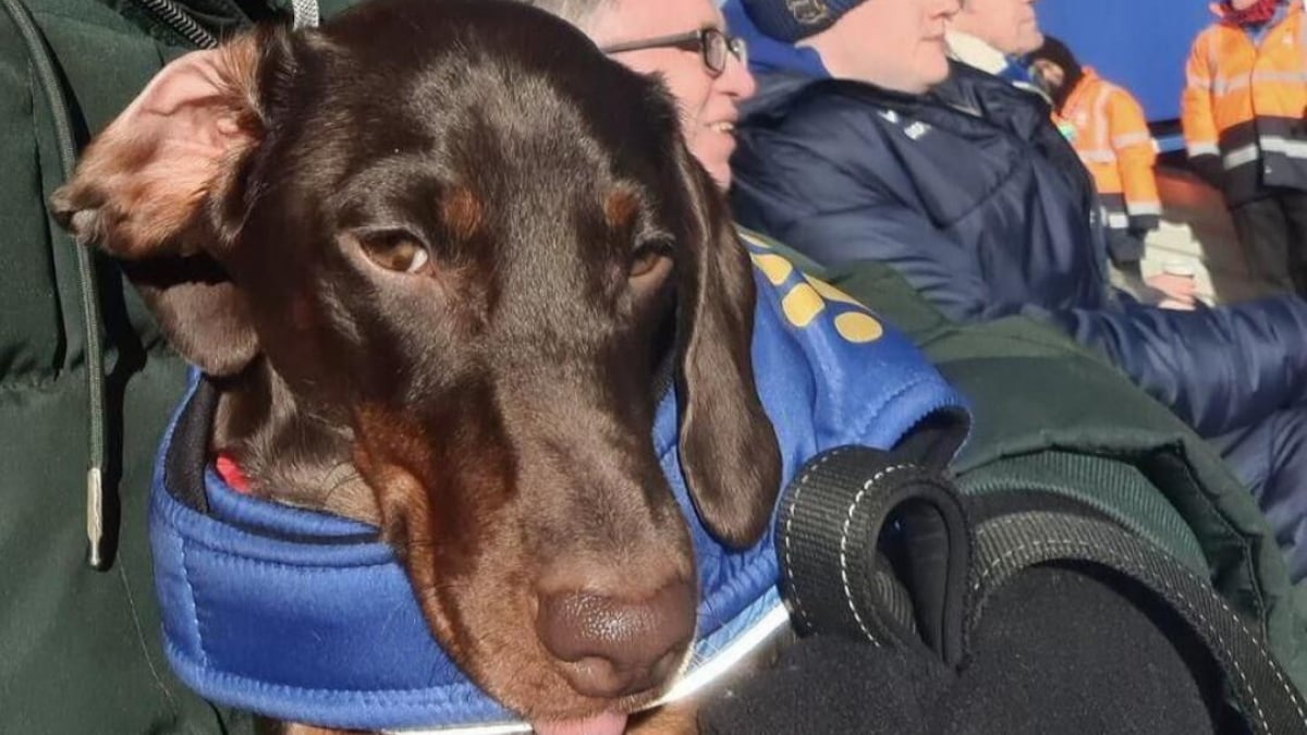 Illustration : "« Les supporters l'adorent déjà », un homme terrorisé par la foule retrouve le plaisir d’assister aux matchs de football grâce au soutien de son chien"
