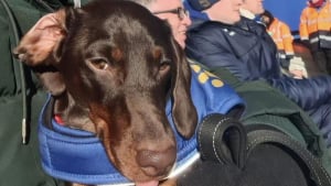 Illustration : "« Les supporters l'adorent déjà », un homme terrorisé par la foule retrouve le plaisir d’assister aux matchs de football grâce au soutien de son chien"