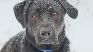 Illustration : Appel&eacute; sur une avalanche en Savoie, ce pisteur lance son Labrador pour retrouver une victime et r&eacute;alise qu'il est en train de sauver son propre ami