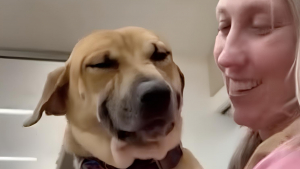 Illustration : « Regardez-moi cette bouille ! », un chien de refuge rayonne de bonheur lorsqu’il réalise que sa famille d’accueil revient le chercher pour toujours (vidéo)