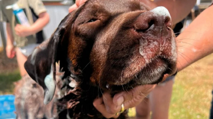 Illustration : Maman de chiots &acirc;g&eacute;s de 7 semaines, une chienne fugue en pleine nuit et se retrouve coinc&eacute;e dans un bassin d&rsquo;eaux us&eacute;es