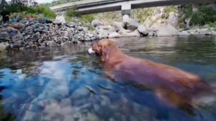 Illustration : &laquo; J&rsquo;aimerais pouvoir plonger comme &ccedil;a &raquo;, un chien offre une performance &eacute;poustouflante pour r&eacute;cup&eacute;rer un objet au fond d&rsquo;un &eacute;tang (vid&eacute;o)