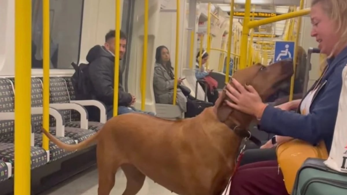Illustration : "« Magnifique chien débordant d’amour », un Rhodesian Ridgeback devient l’ambassadeur du bonheur dans un métro (vidéo)"