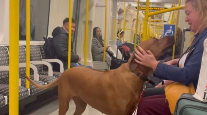 Illustration : &laquo; Magnifique chien d&eacute;bordant d&rsquo;amour &raquo;, un Rhodesian Ridgeback devient l&rsquo;ambassadeur du bonheur dans un m&eacute;tro (vid&eacute;o)