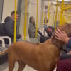 Illustration : &laquo; Magnifique chien d&eacute;bordant d&rsquo;amour &raquo;, un Rhodesian Ridgeback devient l&rsquo;ambassadeur du bonheur dans un m&eacute;tro (vid&eacute;o)