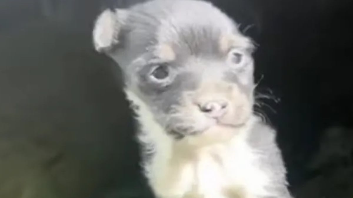 Illustration : "Cherchant une chienne errante et son petit cachés sous un abri, une bénévole voit le courageux chiot sortir en éclaireur (vidéo)"