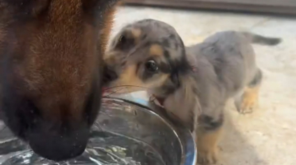 Illustration : Ce chiot en plein apprentissage de la vie attend son grand fr&egrave;re avant de boire, observant chacun de ses gestes (vid&eacute;o)