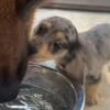 Illustration : Ce chiot en plein apprentissage de la vie attend son grand fr&egrave;re avant de boire, observant chacun de ses gestes (vid&eacute;o)